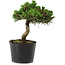 Pinus thunbergii Senshumaru, 16 cm, ± 10 years old