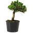 Pinus thunbergii Senshumaru, 16 cm, ± 10 ans