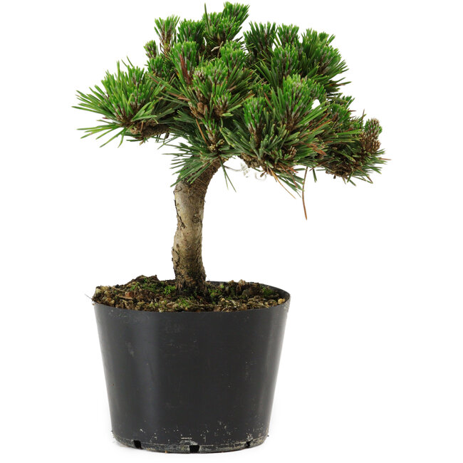 Pinus thunbergii Senshumaru, 16 cm, ± 10 years old