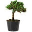 Pinus thunbergii Senshumaru, 16 cm, ± 10 ans
