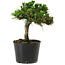 Pinus thunbergii Senshumaru, 16 cm, ± 10 years old