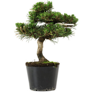 Pinus thunbergii Senshumaru, 19 cm, ± 10 ans