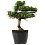 Pinus thunbergii Senshumaru, 19 cm, ± 10 ans