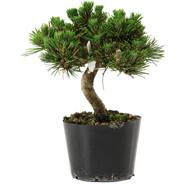 Pinus thunbergii Senshumaru, 16 cm, ± 10 years old