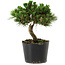 Pinus thunbergii Senshumaru, 16 cm, ± 10 anni