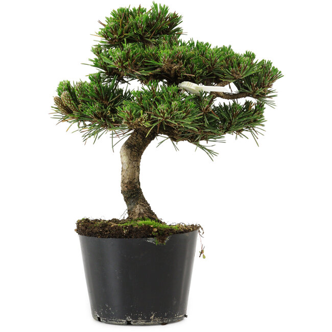 Pinus thunbergii Senshumaru, 19 cm, ± 10 years old