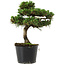 Pinus thunbergii Senshumaru, 19 cm, ± 10 years old