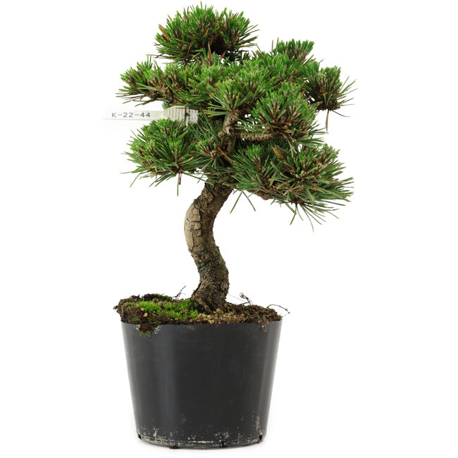 Pinus thunbergii Senshumaru, 19 cm, ± 10 ans