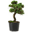 Pinus thunbergii Senshumaru, 19 cm, ± 10 years old