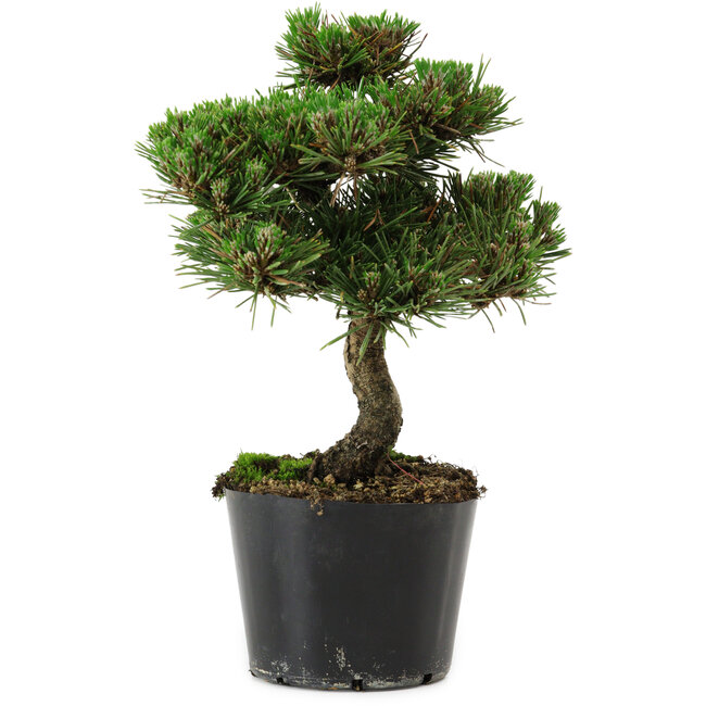 Pinus thunbergii Senshumaru, 19 cm, ± 10 ans