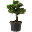 Pinus thunbergii Senshumaru, 19 cm, ± 10 years old