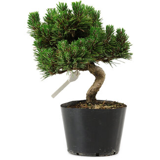 Pinus thunbergii Senshumaru, 18 cm, ± 10 years old