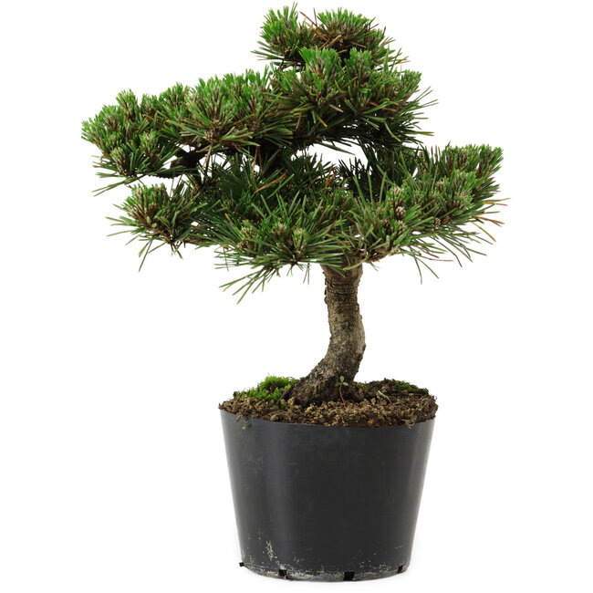 Pinus thunbergii Senshumaru, 19 cm, ± 10 years old