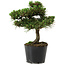 Pinus thunbergii Senshumaru, 19 cm, ± 10 years old