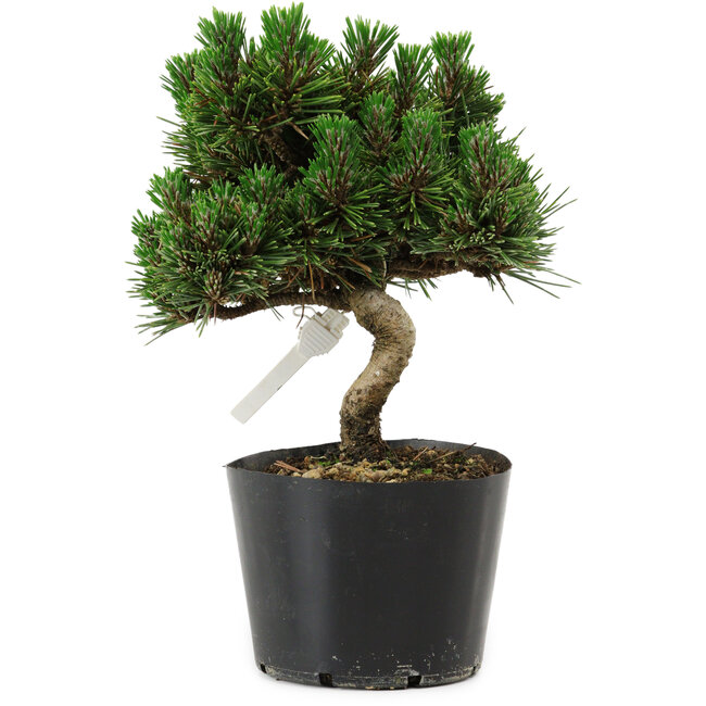 Pinus thunbergii Senshumaru, 18 cm, ± 10 years old