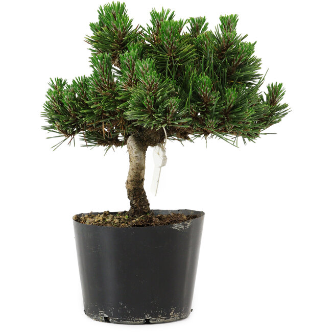 Pinus thunbergii Senshumaru, 18 cm, ± 10 ans