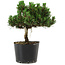 Pinus thunbergii Senshumaru, 18 cm, ± 10 anni