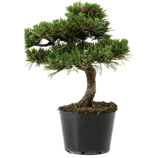 Pinus thunbergii Senshumaru, 19 cm, ± 10 ans