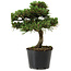 Pinus thunbergii Senshumaru, 19 cm, ± 10 ans