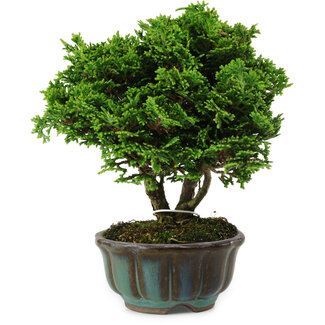 Chamaecyparis obtusa, 14 cm, ± 10 years old