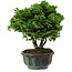 Chamaecyparis obtusa, 14 cm, ± 10 años