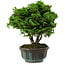 Chamaecyparis obtusa, 14 cm, ± 10 ans