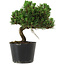 Pinus thunbergii Senshumaru, 18 cm, ± 10 years old