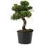 Pinus thunbergii Senshumaru, 19 cm, ± 10 years old