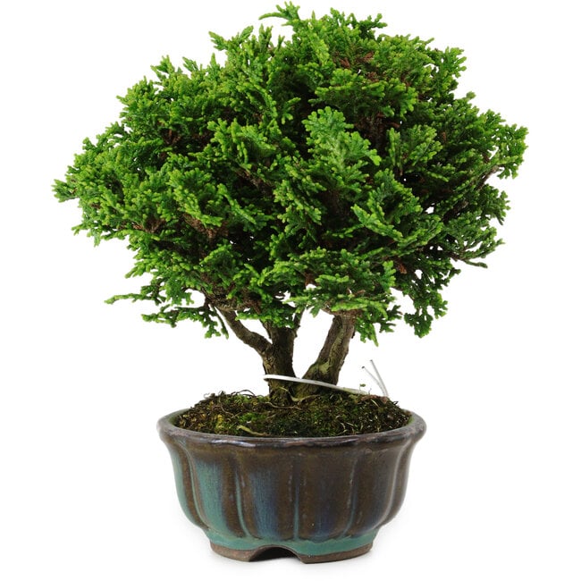 Chamaecyparis obtusa, 14 cm, ± 10 anni