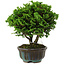 Chamaecyparis obtusa, 14 cm, ± 10 anni