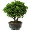 Chamaecyparis obtusa, 14 cm, ± 10 ans