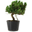 Pinus thunbergii Senshumaru, 18 cm, ± 10 years old