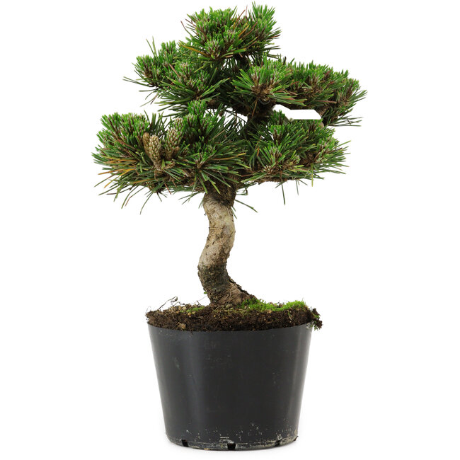 Pinus thunbergii Senshumaru, 19 cm, ± 10 years old