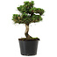 Pinus thunbergii Senshumaru, 19 cm, ± 10 ans