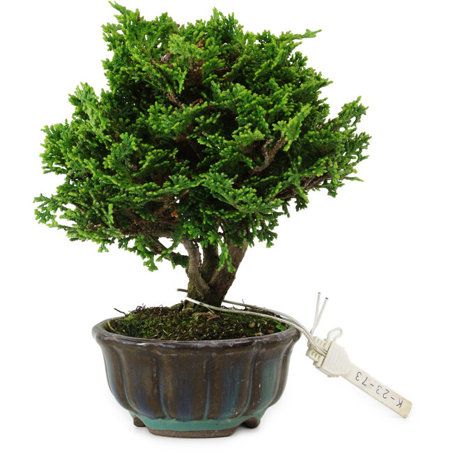 Chamaecyparis obtusa, 14 cm, ± 10 años