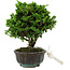 Chamaecyparis obtusa, 14 cm, ± 10 years old