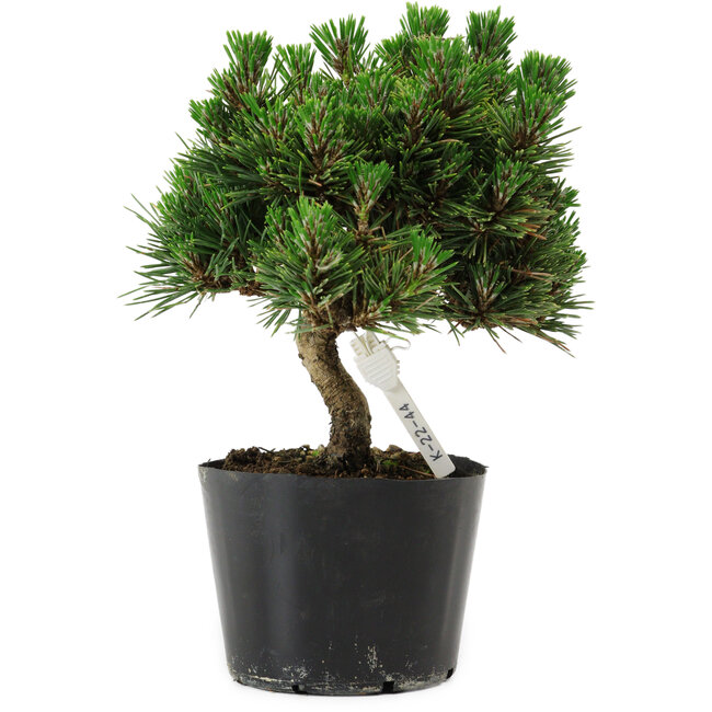 Pinus thunbergii Senshumaru, 18 cm, ± 10 años