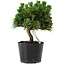 Pinus thunbergii Senshumaru, 18 cm, ± 10 years old