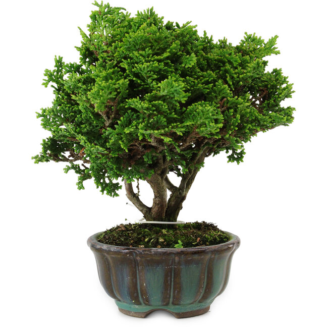 Chamaecyparis obtusa, 14 cm, ± 10 years old