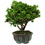 Chamaecyparis obtusa, 14 cm, ± 10 years old