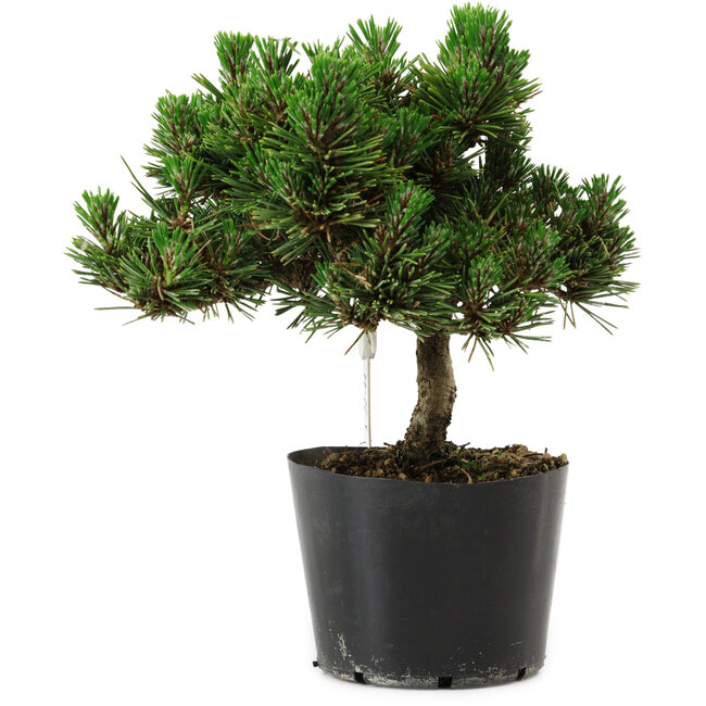 Pinus thunbergii Senshumaru, 18 cm, ± 10 años