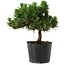 Pinus thunbergii Senshumaru, 18 cm, ± 10 years old