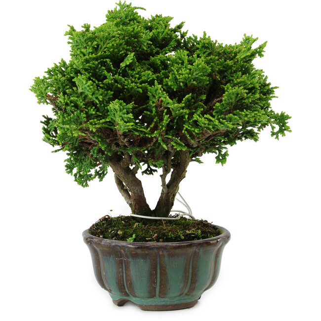 Chamaecyparis obtusa, 14 cm, ± 10 ans