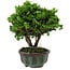 Chamaecyparis obtusa, 14 cm, ± 10 ans