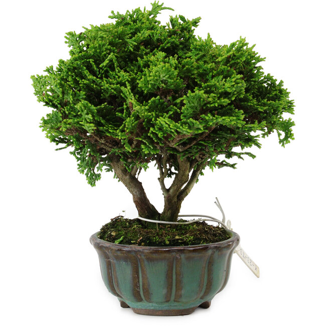 Chamaecyparis obtusa, 14 cm, ± 10 years old