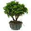 Chamaecyparis obtusa, 14 cm, ± 10 years old