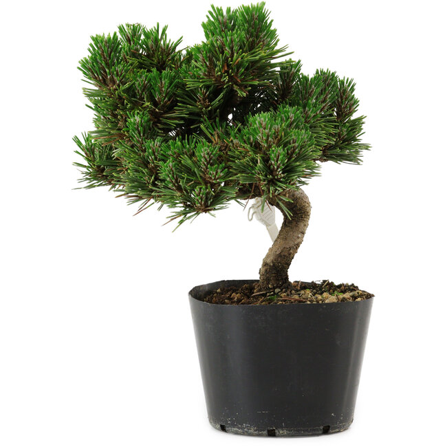 Pinus thunbergii Senshumaru, 18 cm, ± 10 years old