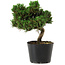 Pinus thunbergii Senshumaru, 18 cm, ± 10 years old