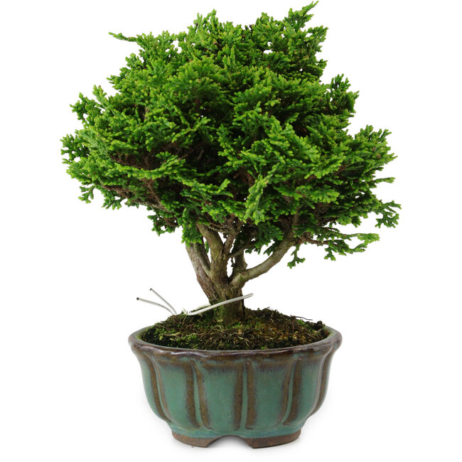 Chamaecyparis obtusa, 14 cm, ± 10 years old