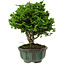 Chamaecyparis obtusa, 14 cm, ± 10 ans
